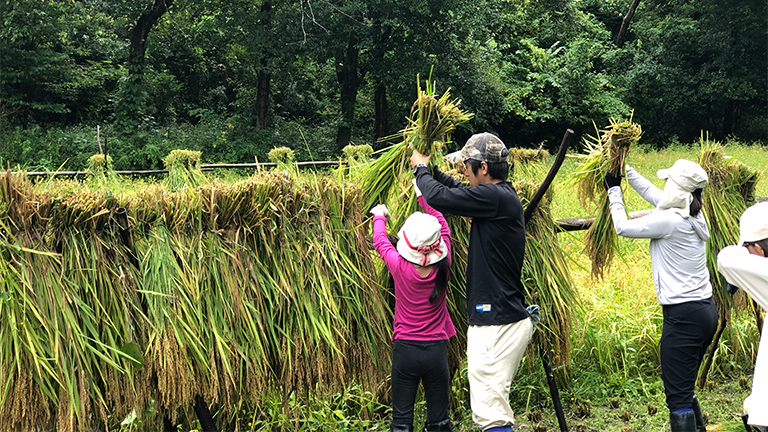 Scene of the rice harvesting program at the Yatsuda