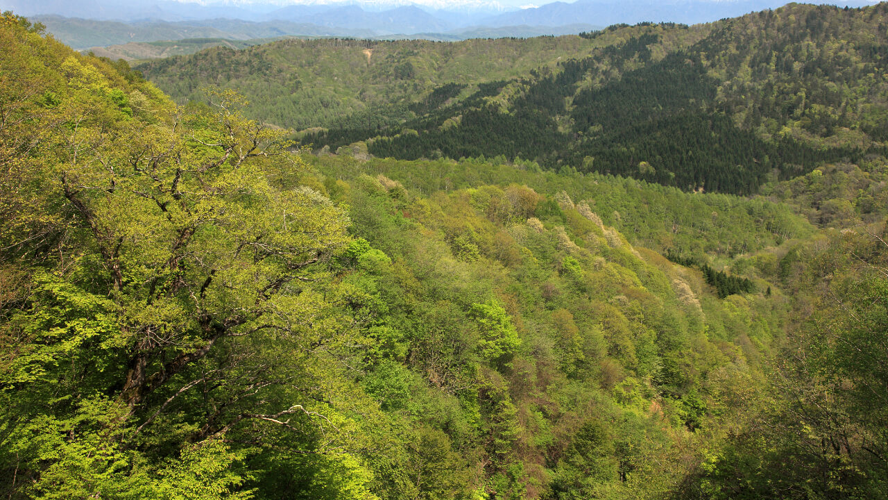 沙流山林が一望できる場所で撮影しました。遠くに見えるのは日高山脈です。